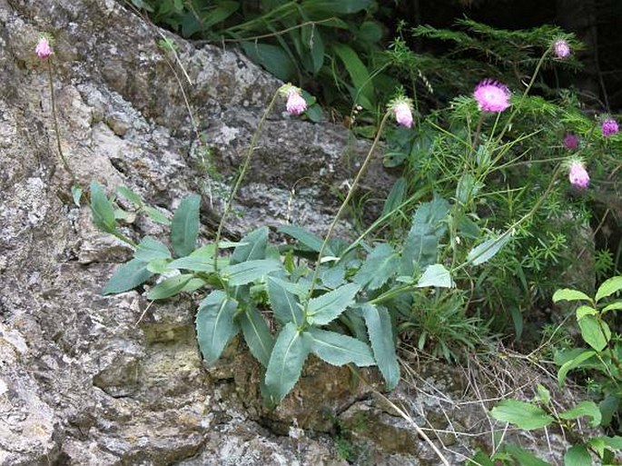 Carduus defloratus subsp. glaucus