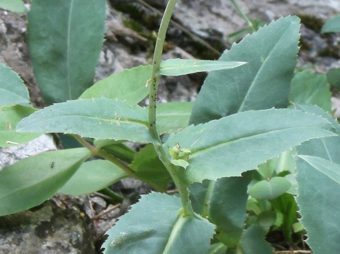 Carduus defloratus subsp. glaucus