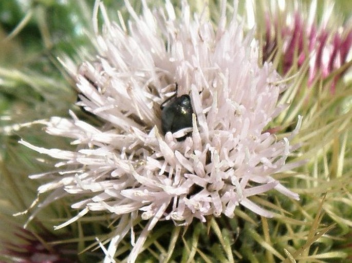 Carduus macracanthus