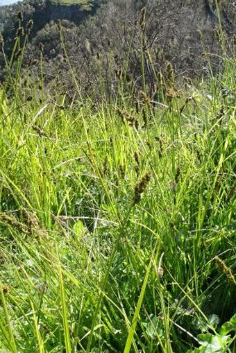 Carex conferta