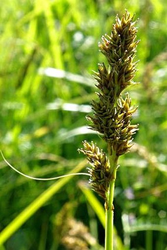 Carex conferta