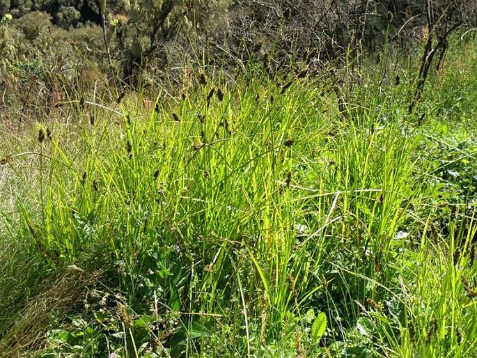 Carex conferta