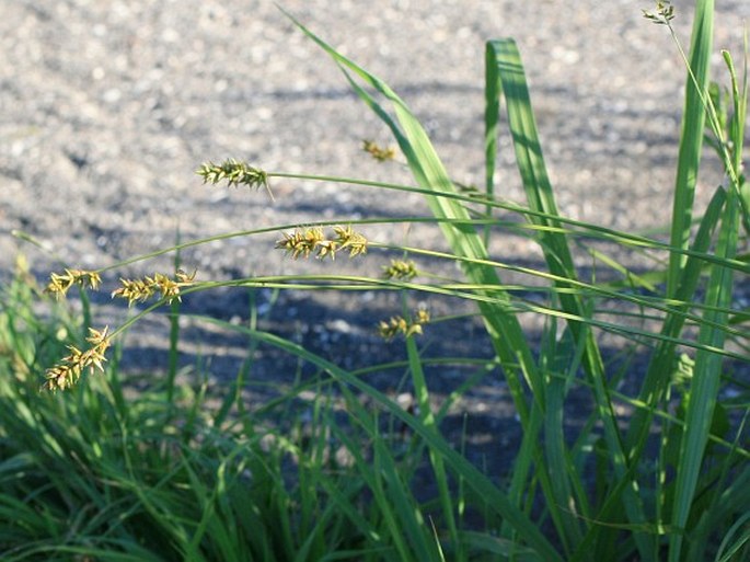 Carex spicata