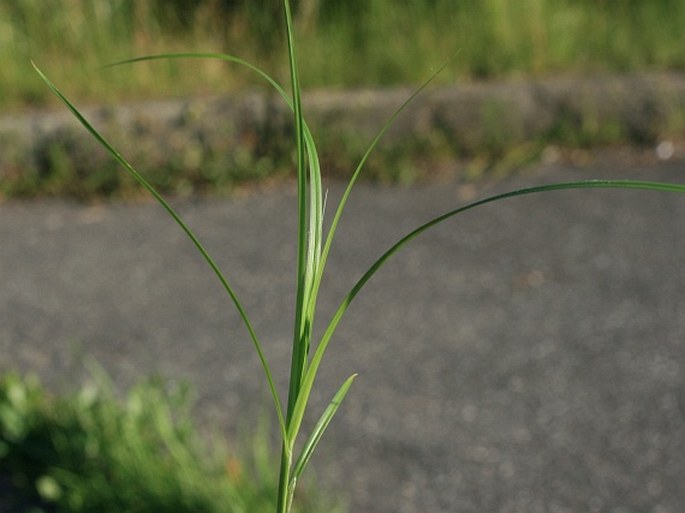 Carex spicata