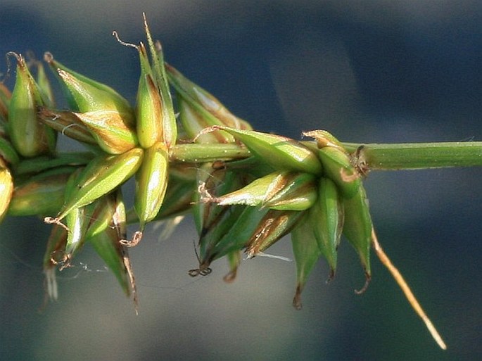 Carex spicata