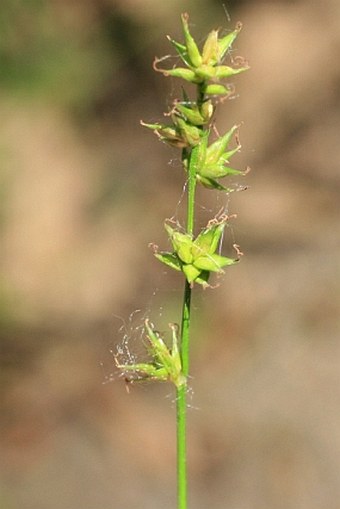 Carex divulsa