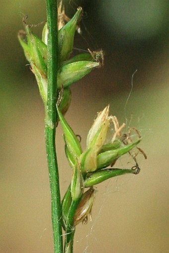 Carex divulsa