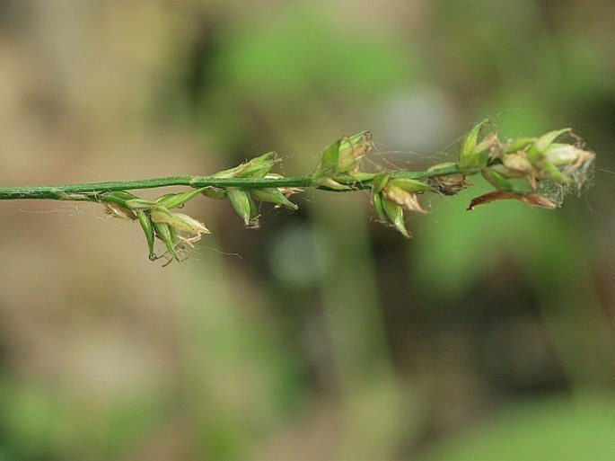 Carex divulsa