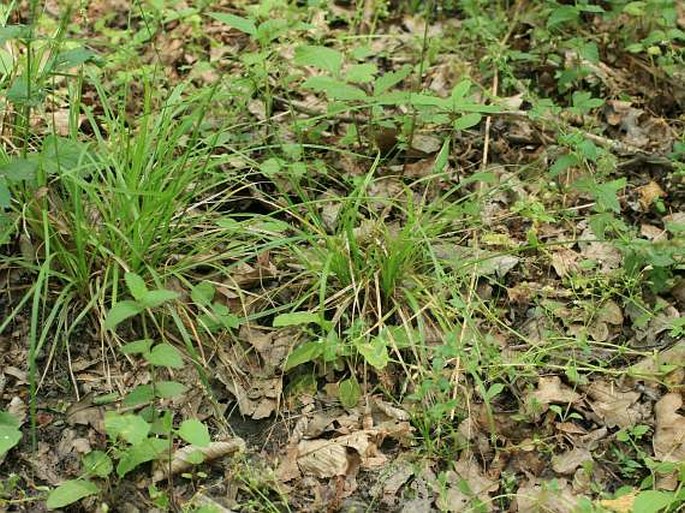 Carex divulsa