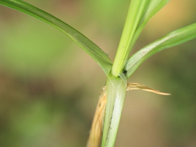 Carex divulsa