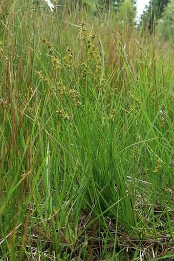 Carex echinata