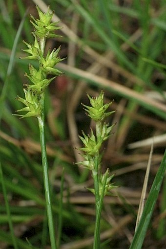 Carex echinata