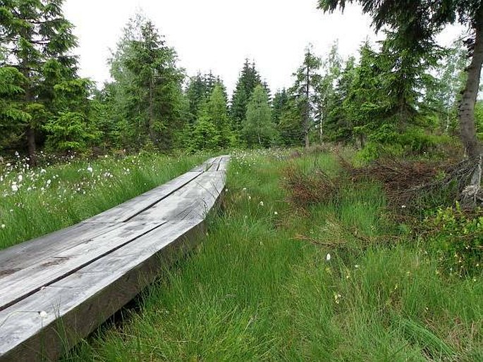 Carex echinata