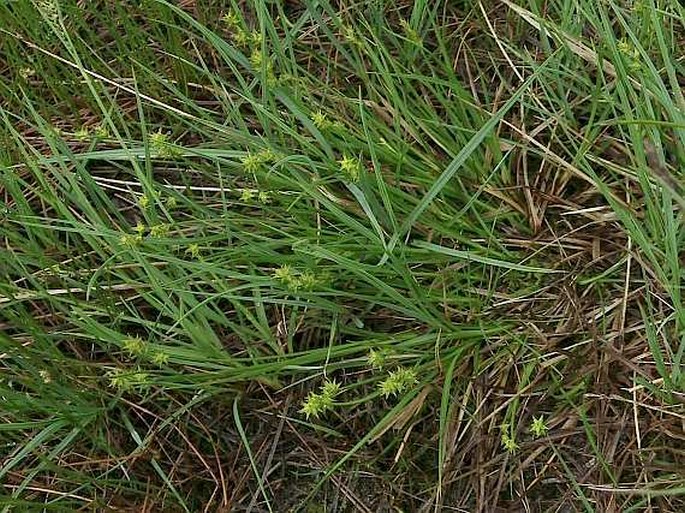 Carex echinata