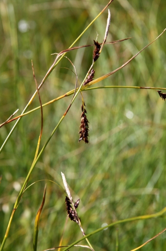 Carex ferruginea