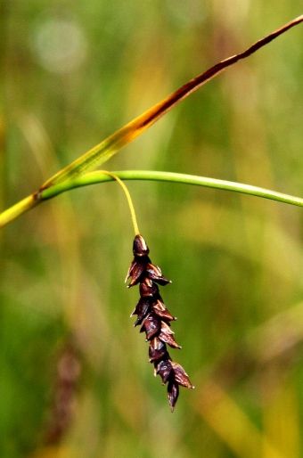 Carex ferruginea