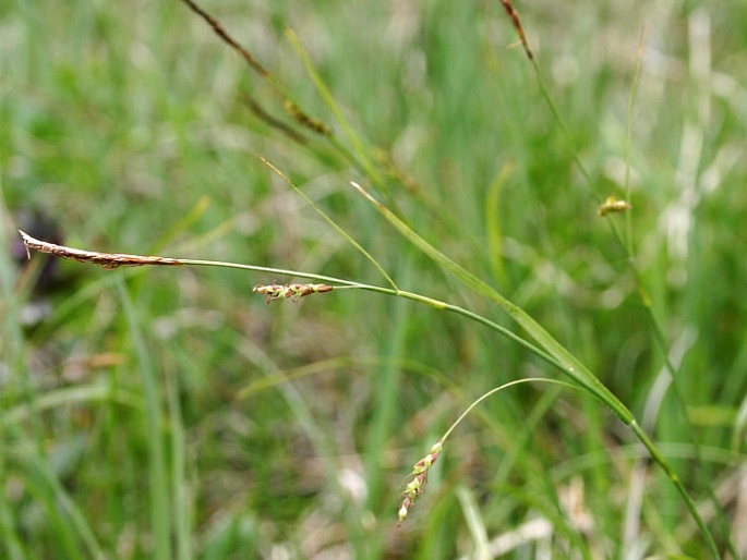 Carex ferruginea