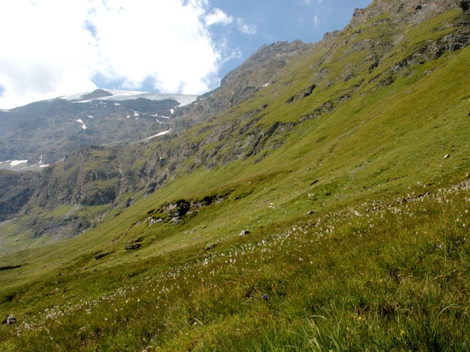 Carex ferruginea