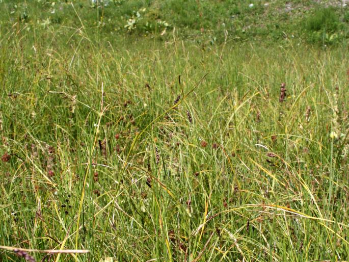 Carex ferruginea