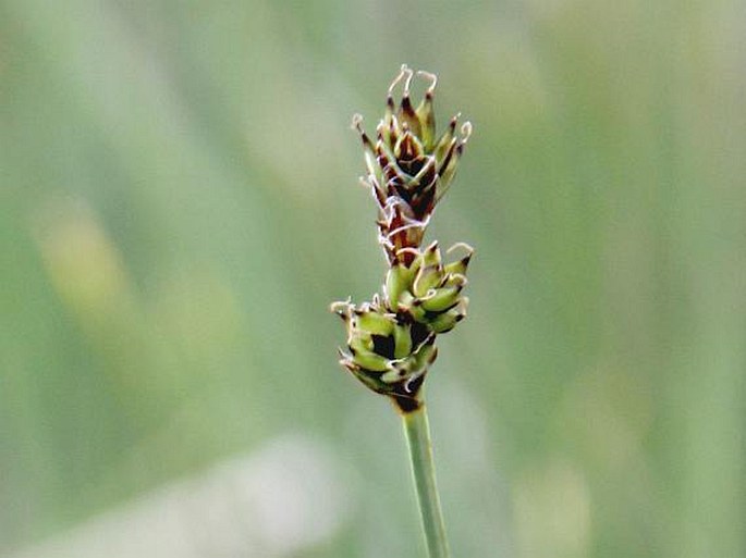 Carex heleonastes