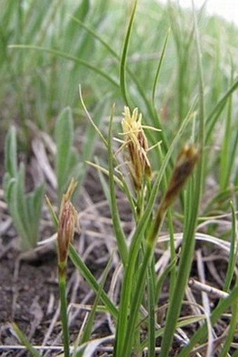 Carex inops subsp. heliophila