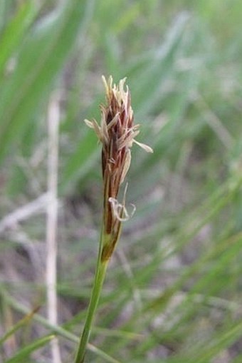 Carex inops subsp. heliophila