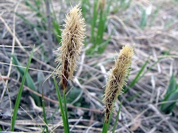 Carex inops subsp. heliophila