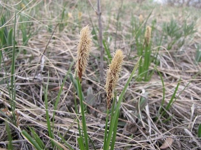 Carex inops subsp. heliophila