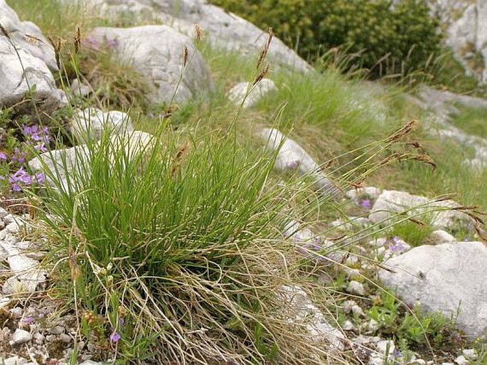 Carex kitaibeliana