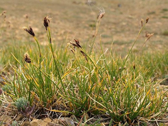 Carex kitaibeliana