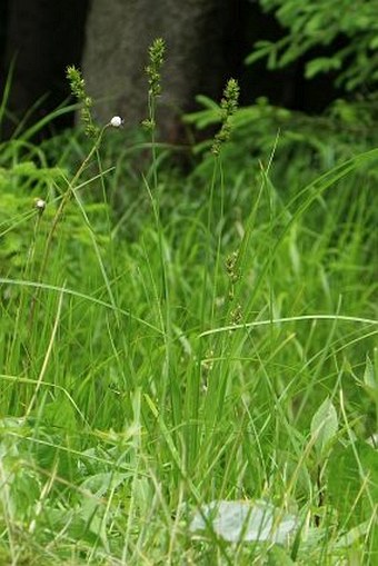 Carex leersii