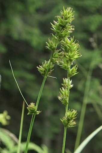 Carex leersii