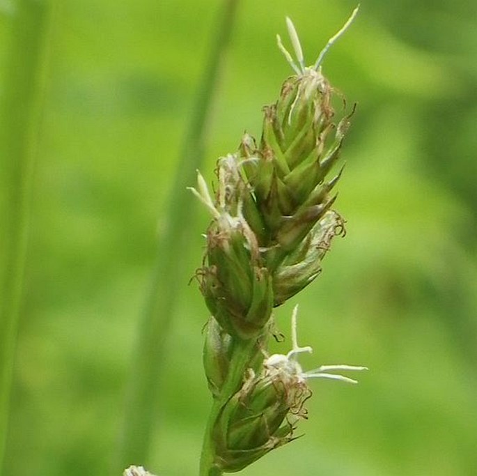 Carex leersii