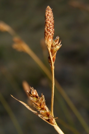 Carex macrolepis