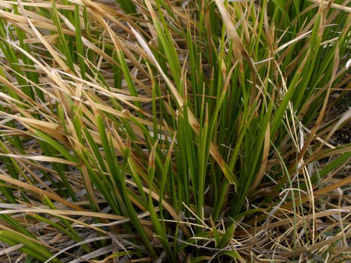 Carex macrolepis