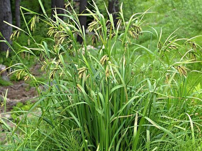 Carex mertensii