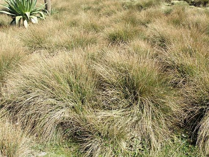 Carex monostachya