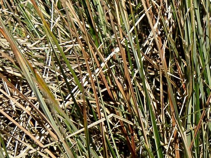 Carex monostachya