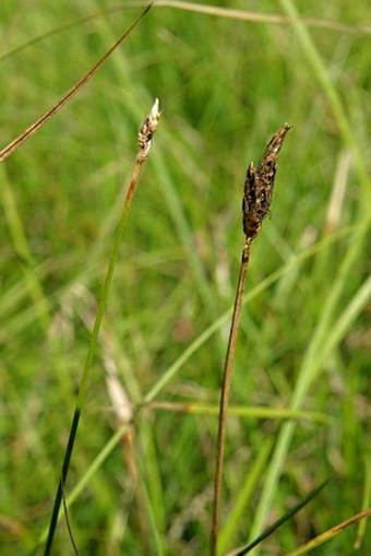 Carex obtusata