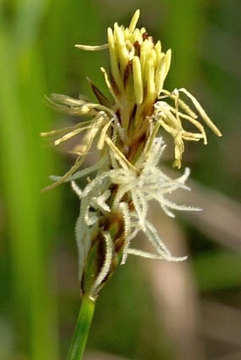 Carex obtusata