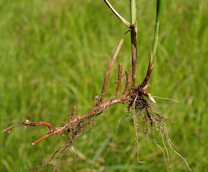 Carex obtusata