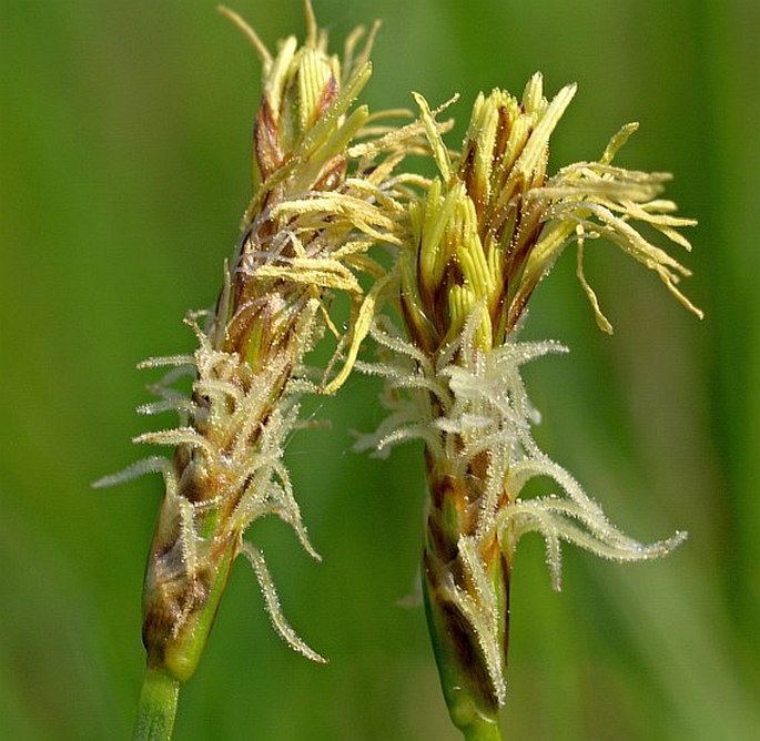 Carex obtusata