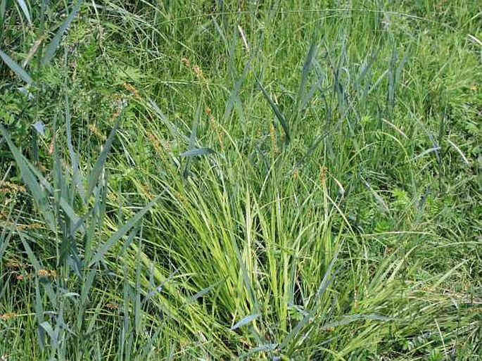 Carex otrubae