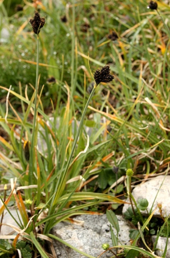 Carex parviflora