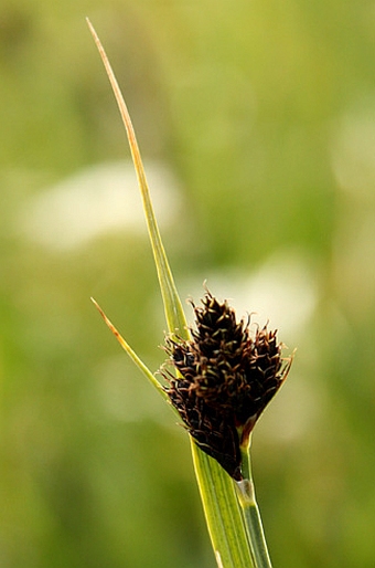 Carex parviflora