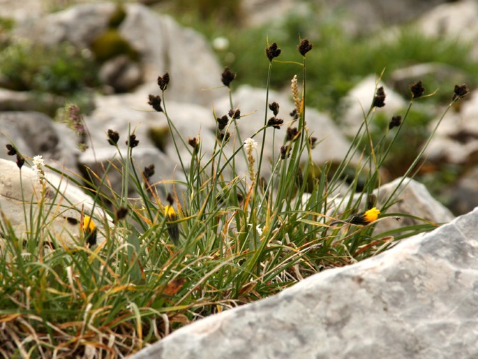 Carex parviflora