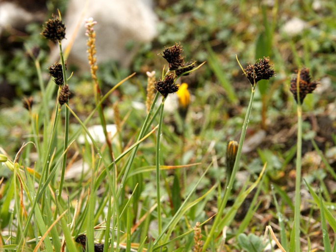 Carex parviflora