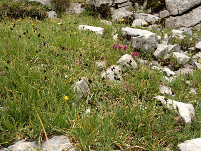 Carex parviflora