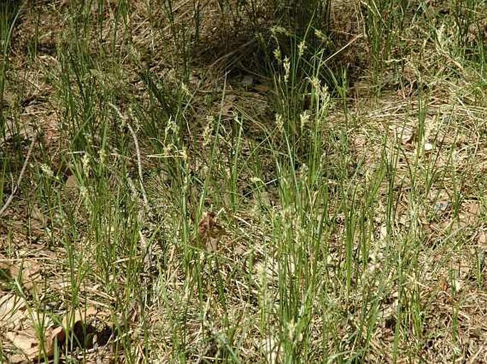 Carex pseudobrizoides