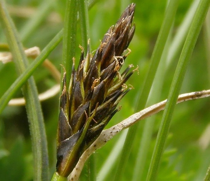 Carex pyrenaica